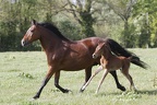 Chevaux divers