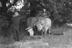 Vieux métier Sabotier/Forgeron/Battages/Labour/Divers